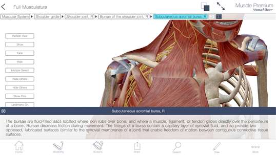 Muscle Premium: 3D Visual Guide for Bones, Joints & Muscles — Human Anatomy & Kinesiology screenshot 5