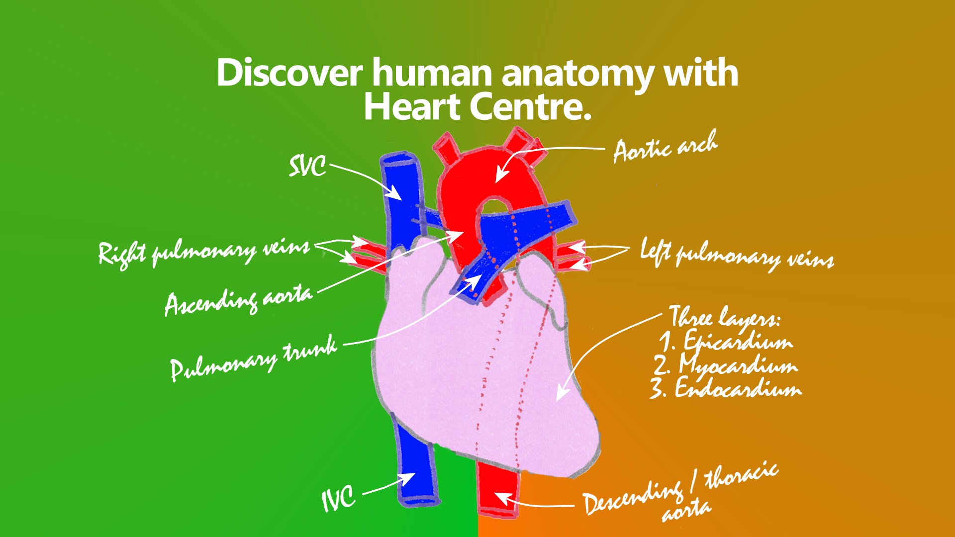the goofy anatomist medical 2 *****  introducing heart centre