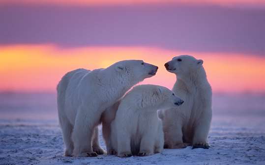 Polar Animals screenshot 4