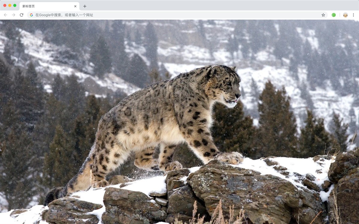 Snow Leopard Wallpaper HD HomePage - Module edge