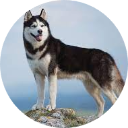 Husky Wallpaper New Tab icon