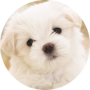 Cute Dogs & Puppies Wallpaper icon