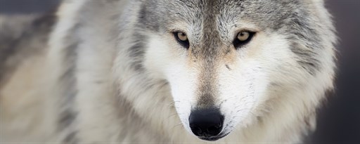 My Wolves - Great Wolf HD Wallpapers marquee promo image