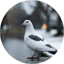 Pigeon Wallpaper New Tab icon