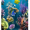 aquarium 4k live wallpaper