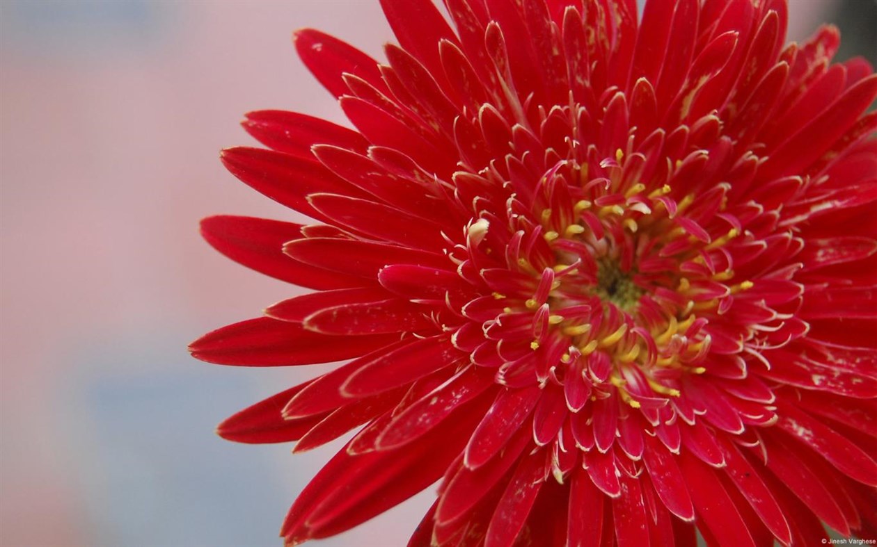 #1. Community Showcase Flora 4 (Windows) 由: Microsoft Corporation