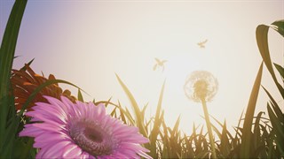 Insects: An Xbox One X Enhanced Experience screenshot 3