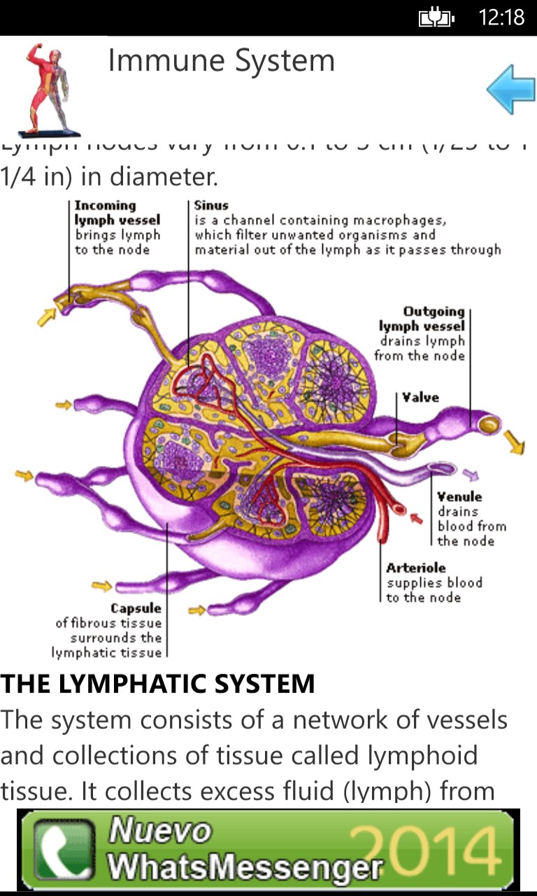 Anatomy for Windows 10 free download