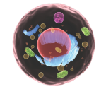 Biology Lingo