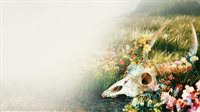 The Fading of Nicole Wilson
