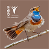 Vogelzang