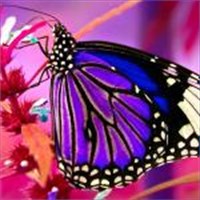 Download Get The Butterfly Microsoft Store