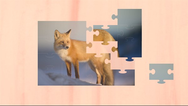 Wild Animal Jigsaw Puzzles - Classic Animal Puzzles — 5