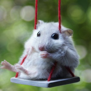 Funny Animals - Hilarious Animal Wallpapers icon