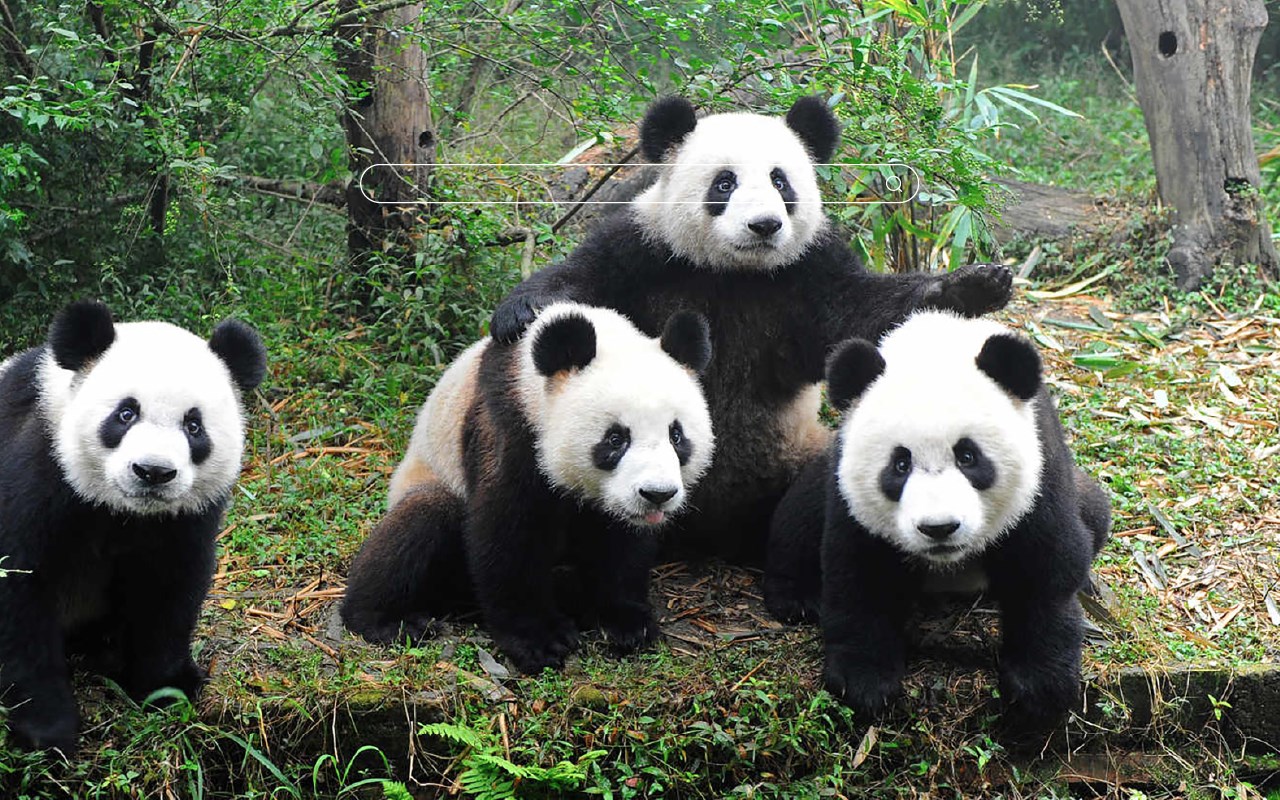 My Panda – Lovely Pandas & Bears Wallpapers