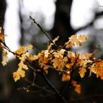 Subtle Details by Claudio Marinangeli