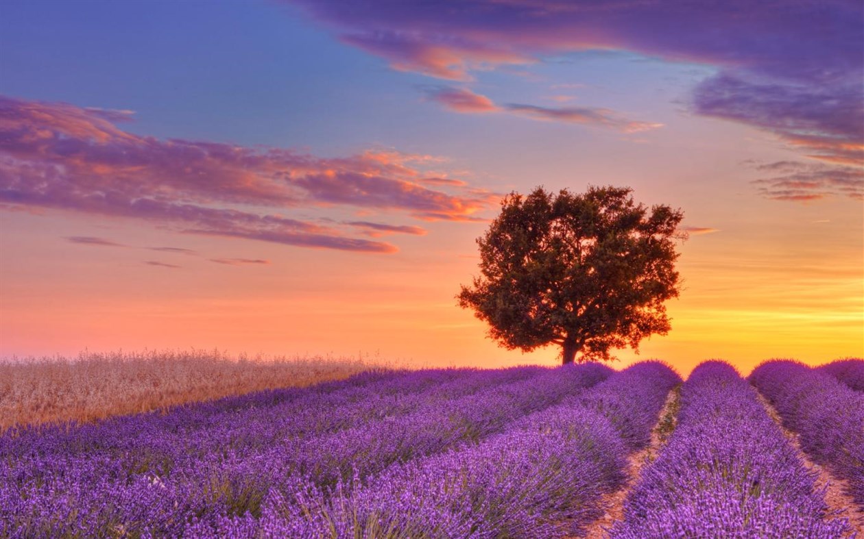 #2. Out on a Limb (Windows) 由: Microsoft Corporation