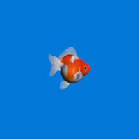 Fishy Fishy Fish を入手 Microsoft Store Ja Jp