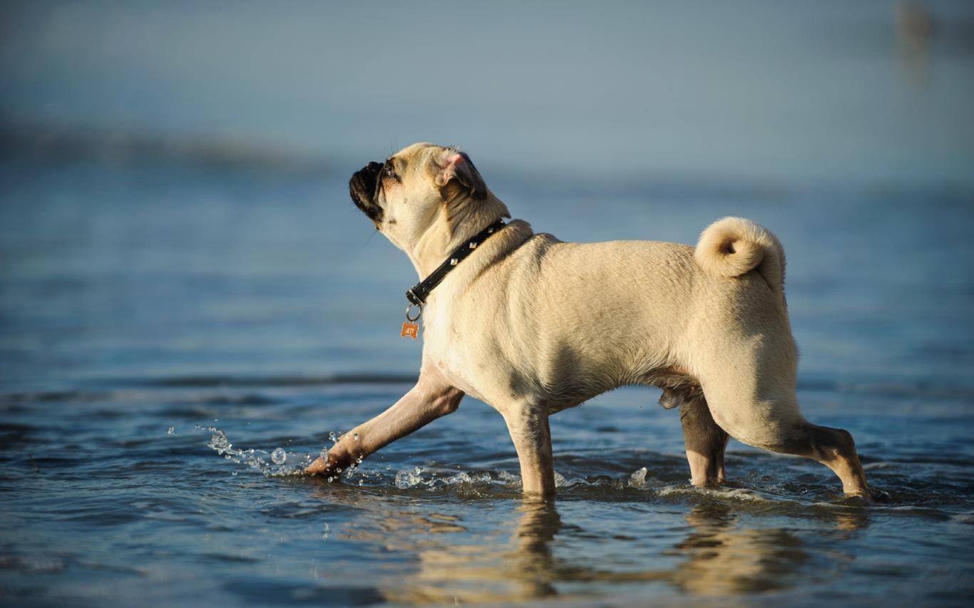 Lovable Pugs を入手 Microsoft Store Ja Jp