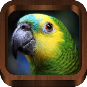 Bird Calls - Bird Sounds & Bird Songs