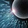 Fertility Calendar