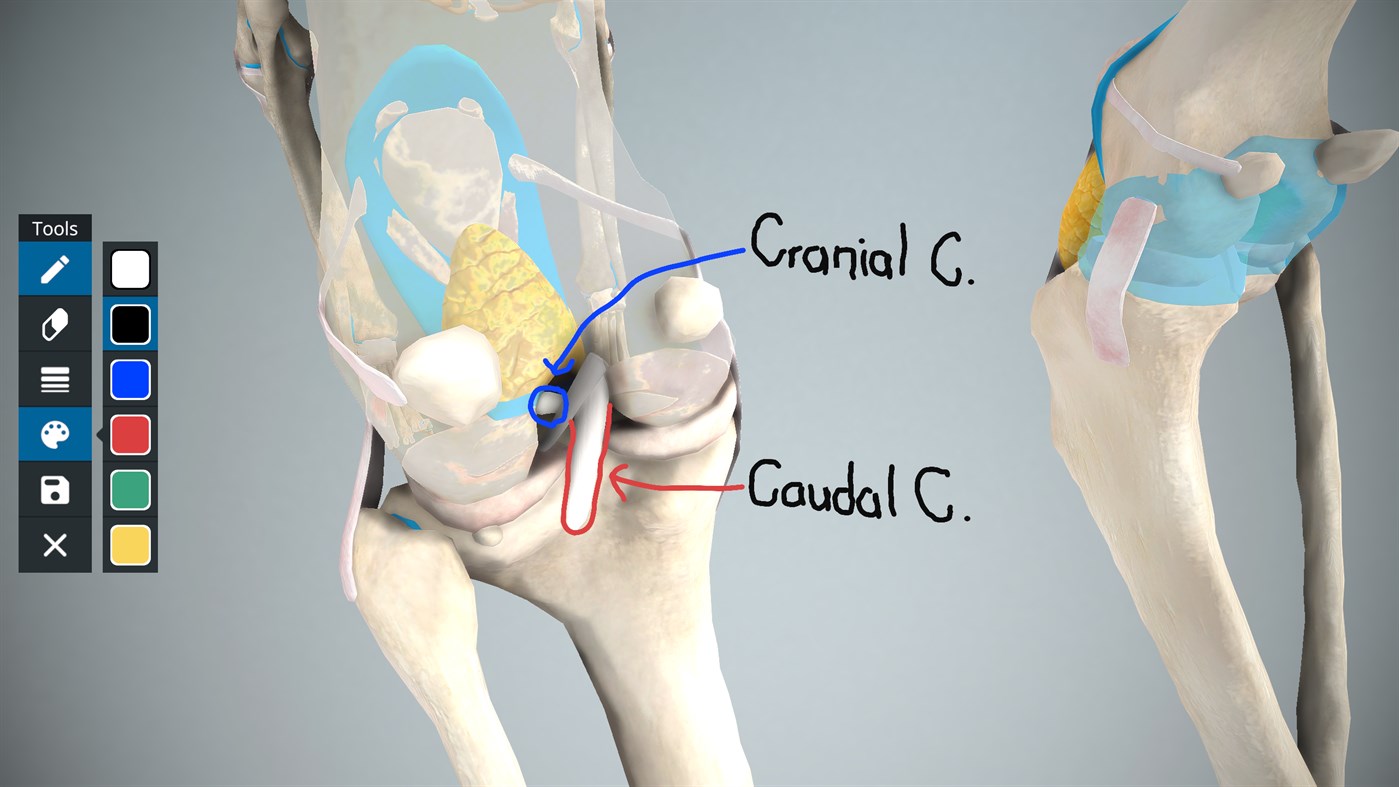 #8. EasyAnatomy - 3D Canine Anatomy (Windows) Podle: LlamaZOO Interactive Inc.