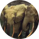 Gabon Wallpaper New Tab icon