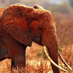 Elephant Jigsaw Puzzles