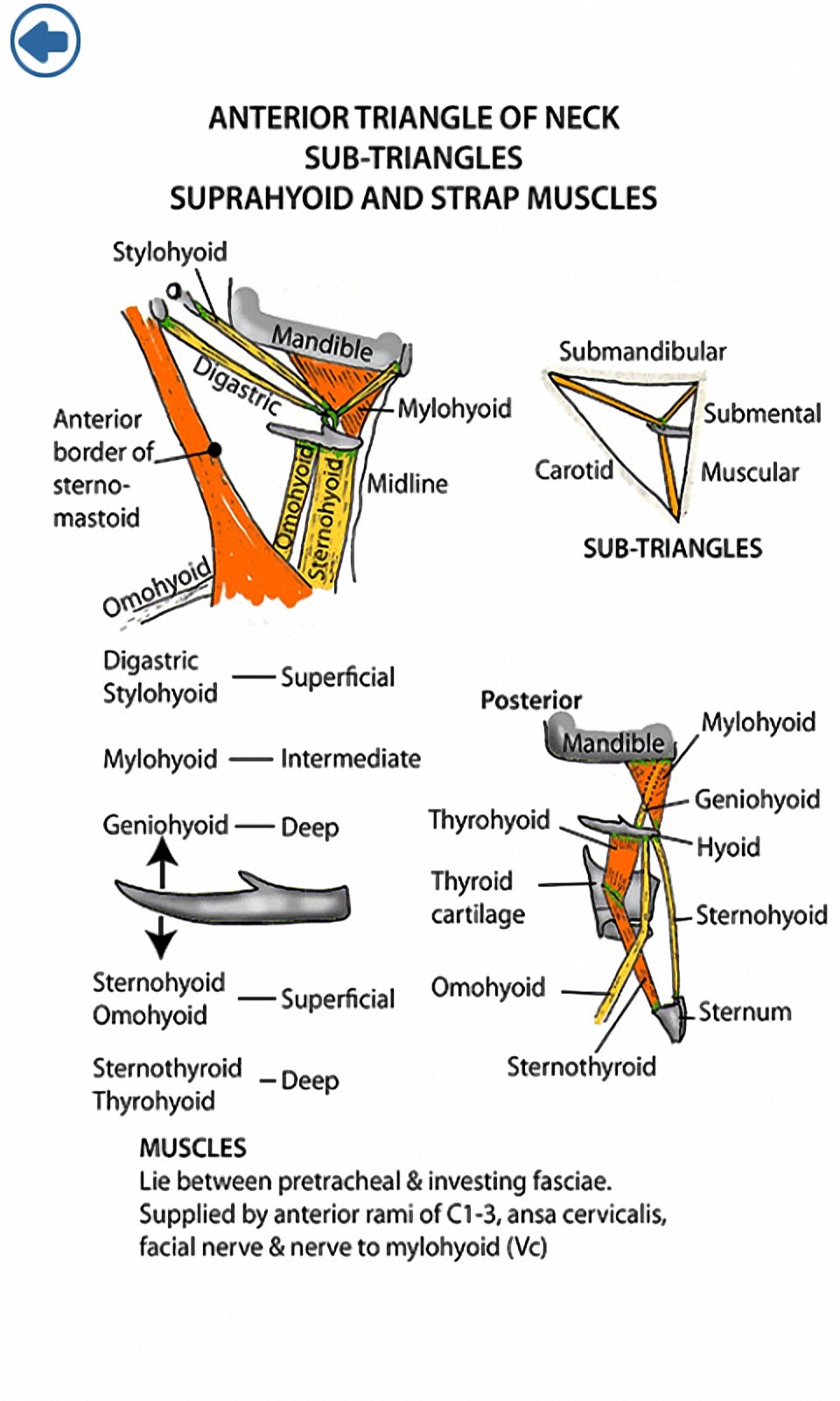Anatomy Flash Cards for Windows 10 Mobile