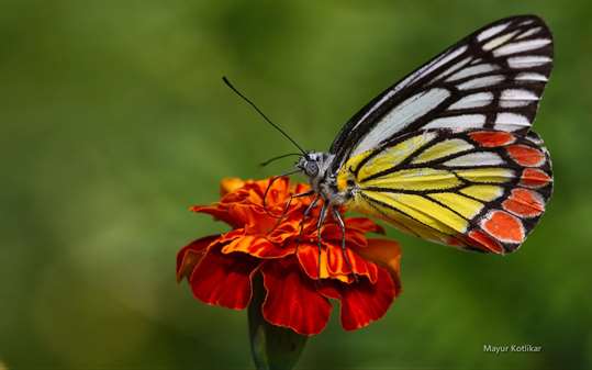Butterflies of Nagpur by Mayur Kotlikar screenshot 2