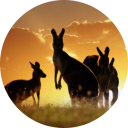 Kangaroo Wallpaper icon
