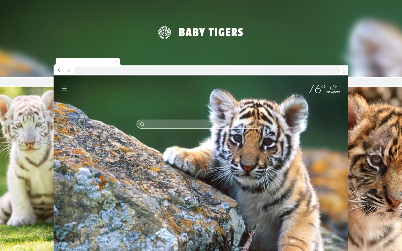 Baby Tigers HD Wallpaper New Tab