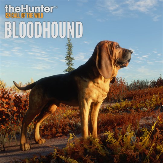 theHunter: Call of the Wild™ - Bloodhound for xbox