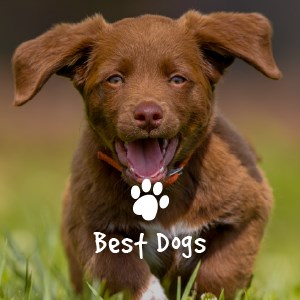 Best Dogs & Puppies New Tab icon