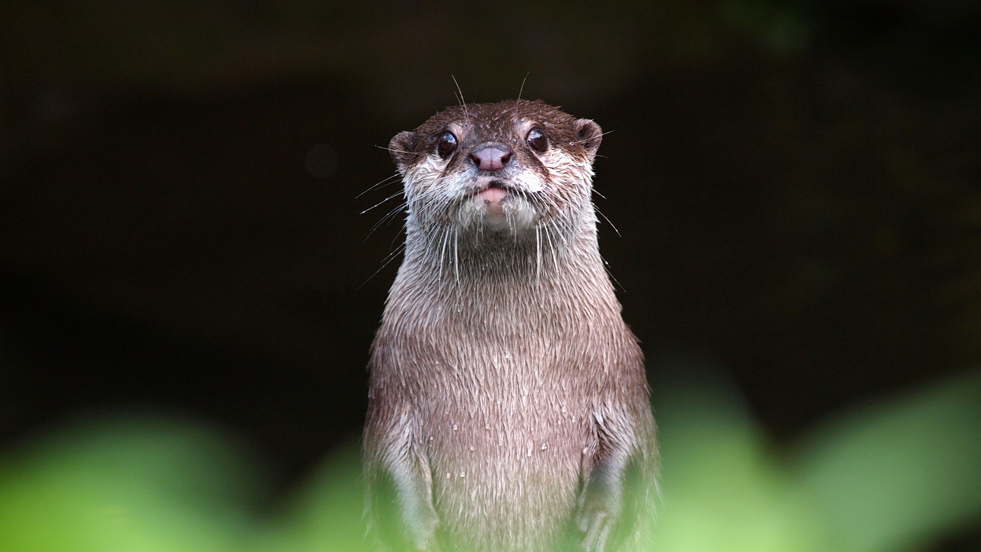 Otters を入手 Microsoft Store Ja Jp