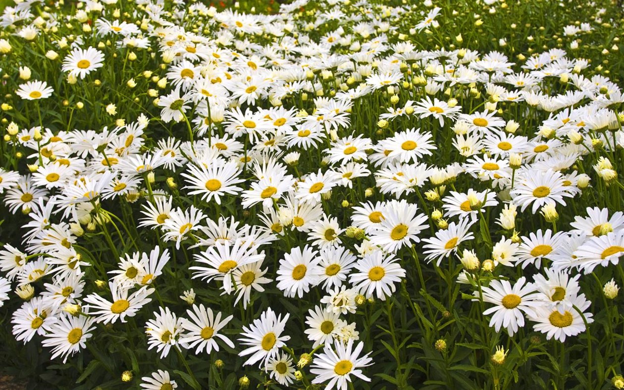 #4. Latvian Nature (Windows) Podle: Microsoft Corporation