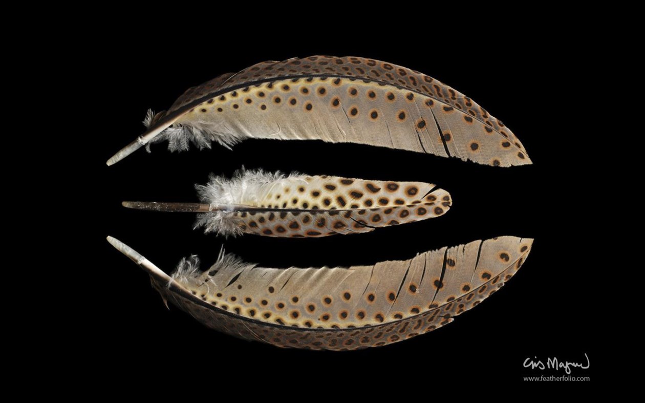 #3. Feather Photos by Chris Maynard (Windows) 由: Microsoft Corporation