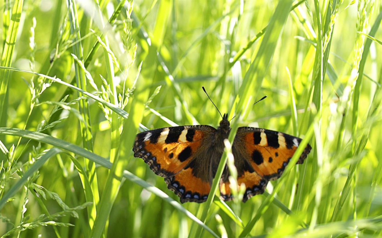 #2. Latvian Nature (Windows) Podle: Microsoft Corporation