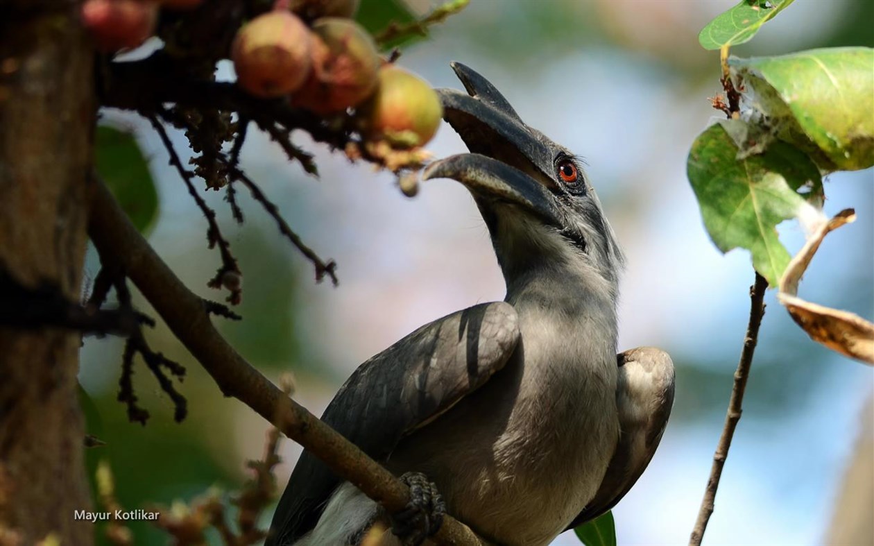 #2. Indian Wildlife by Mayur Kotlikar (Windows) 由: Microsoft Corporation