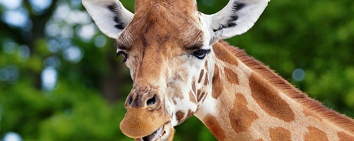 Giraffe HD Wallpaper New Tab Theme marquee promo image