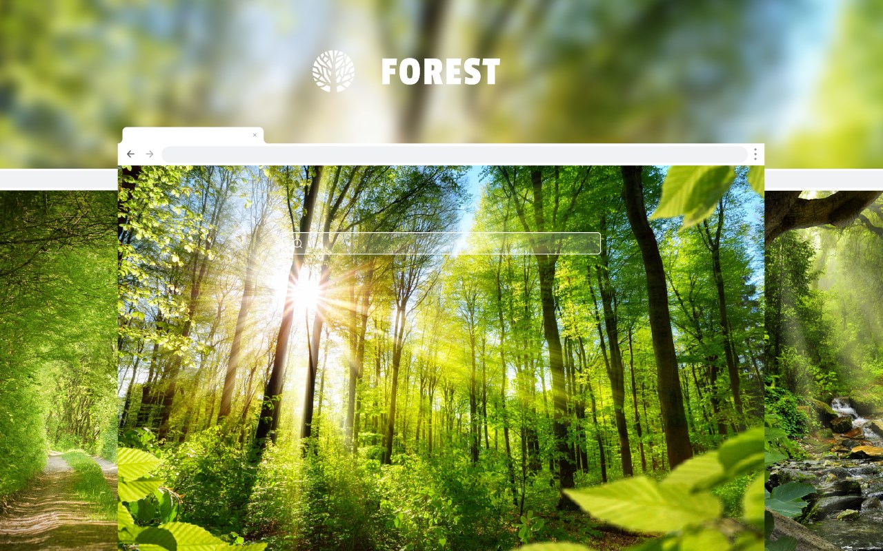 Forest - Rainforest HD Wallpaper Theme