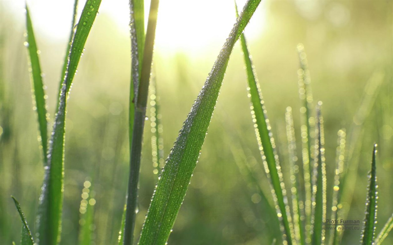 #2. Green World by Piotr Furman (Windows) Podle: Microsoft Corporation