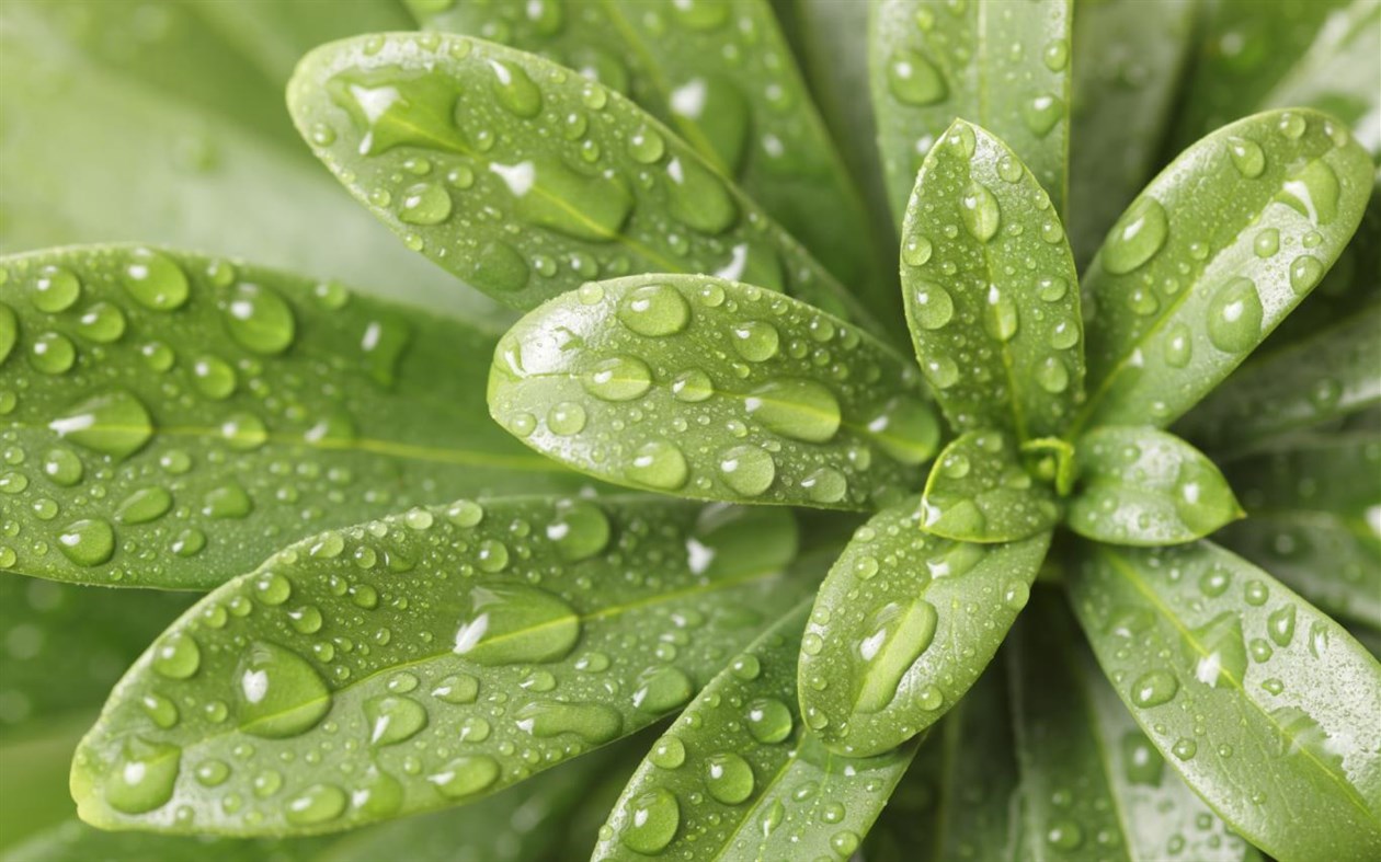 #2. Shapes of Leaves (Windows) 由: Microsoft Corporation