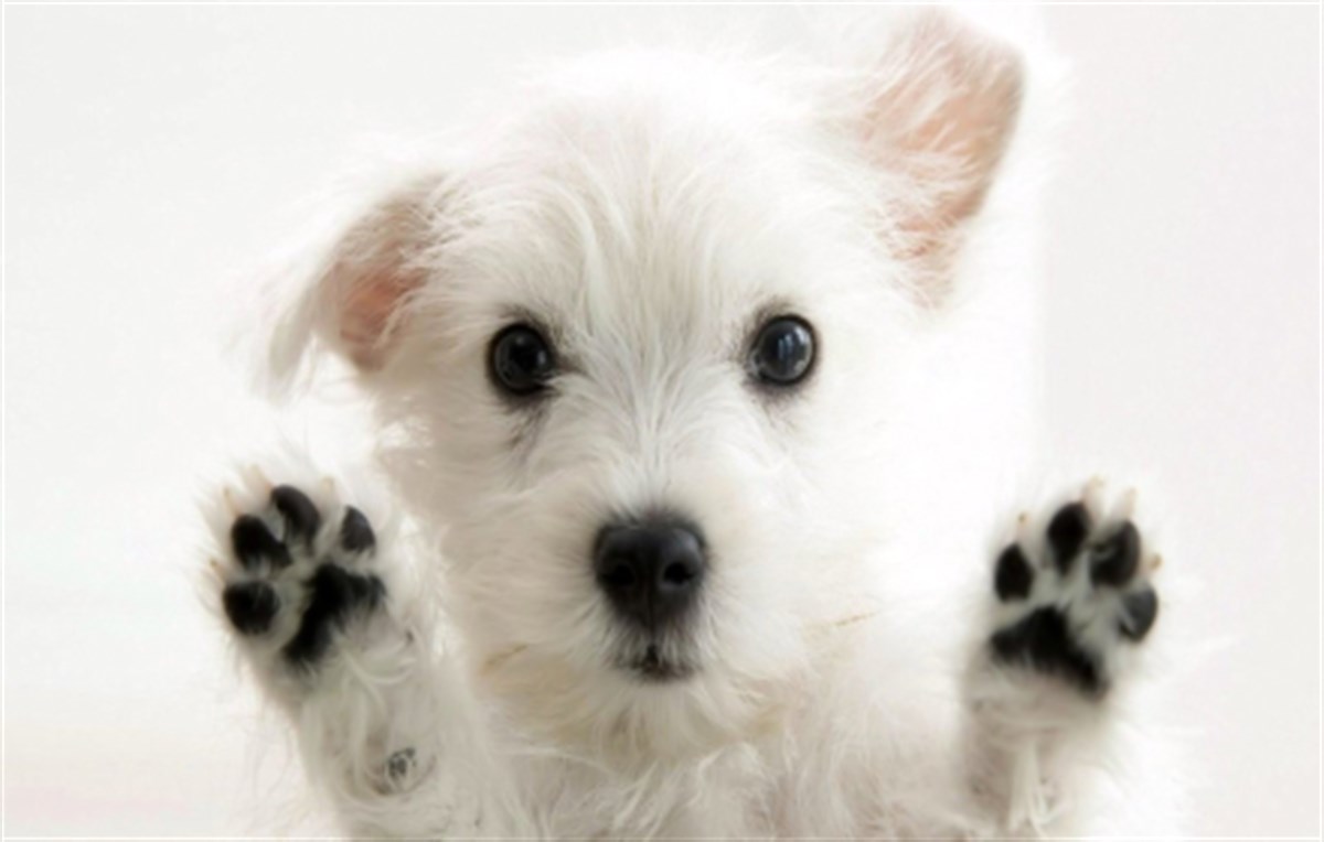 Cute Dogs & Puppies Wallpaper