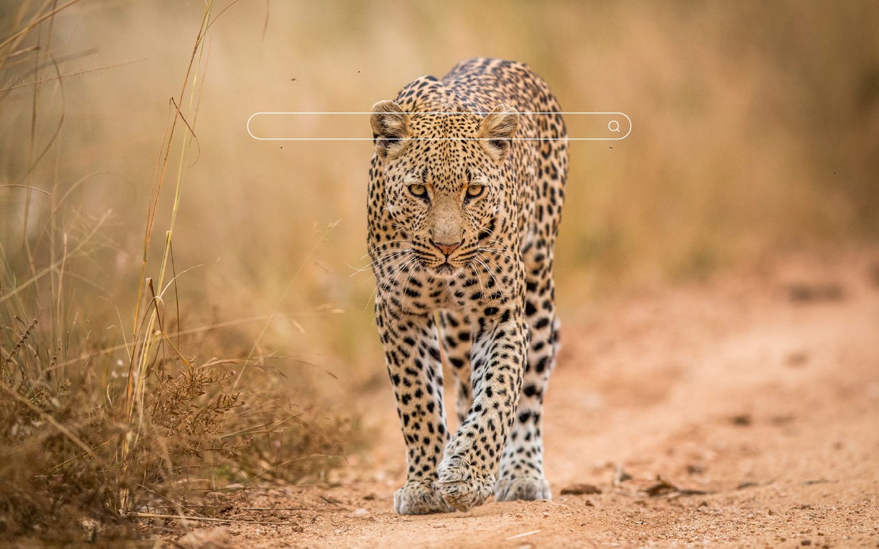 Leopard - Big Cat HD Wallpapers New Tab