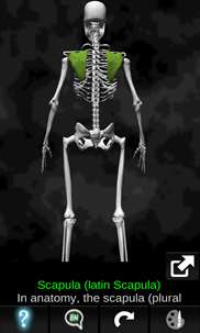 Human skeleton (Anatomy) screenshot 4