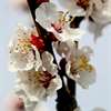 Flowers Wallpaper