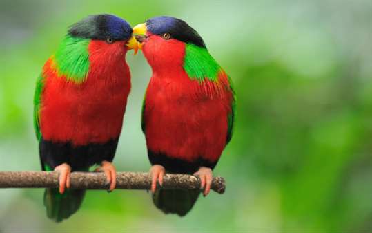Colorful Birds screenshot 2