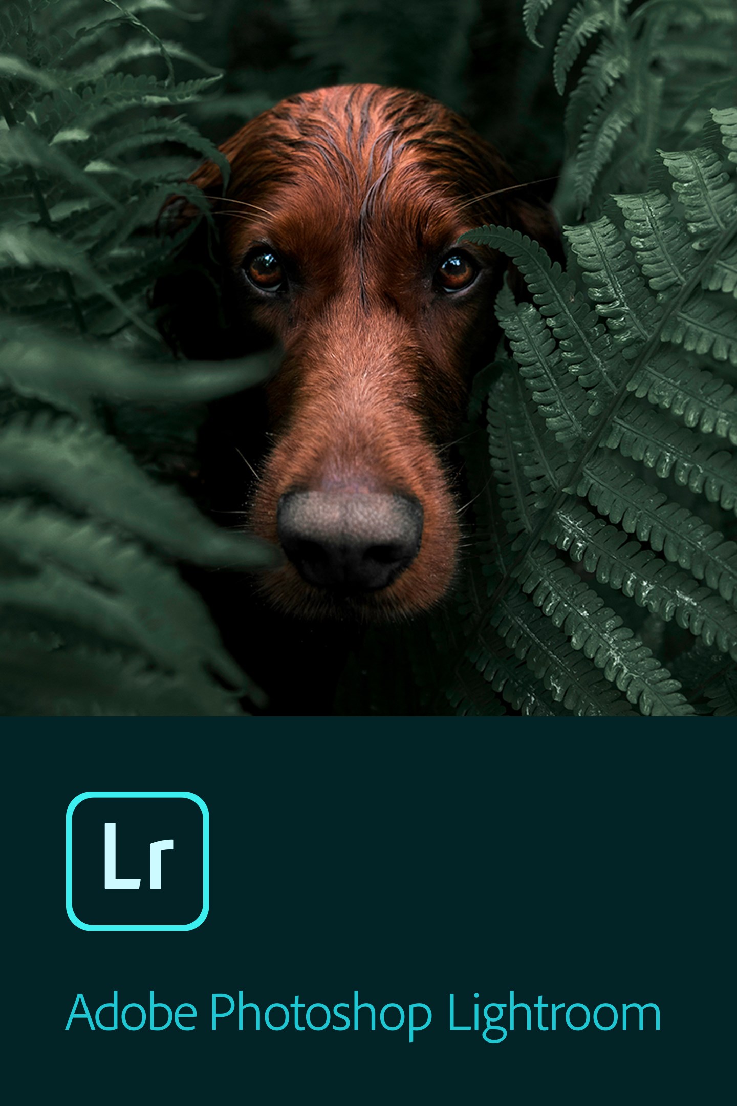 Adobe Lightroom