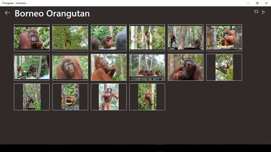 Orangutan - Indonesia screenshot 2